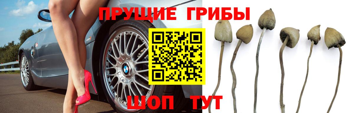 Псилоцибиновые грибы мицелий  Вход с VPN  Галлюциногенные грибы GOLDEN TEACHER  купить   Советская Гавань 